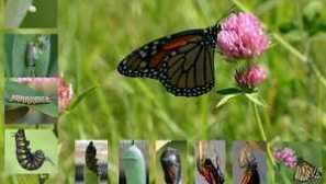 Kolik butterfly žije: délka života všech cyklů